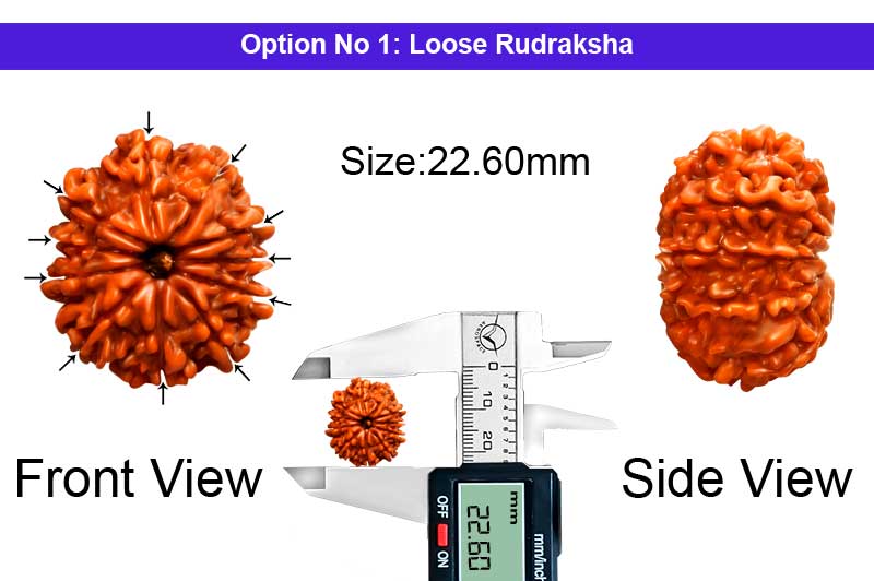 11 Mukhi Medium Nepali Rudraksha-RD-11-A-A-79-1