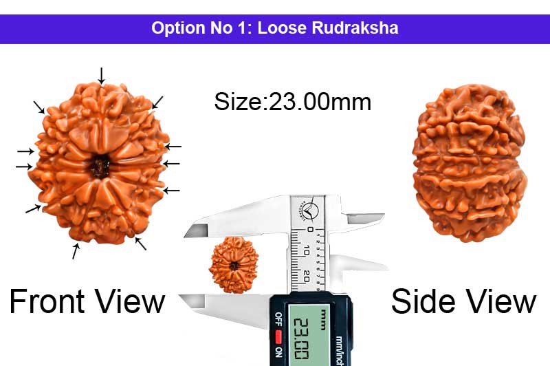 11 Mukhi Medium Nepali Rudraksha-RD-11-A-A-82-1