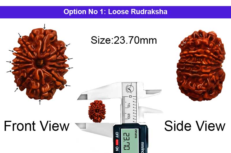 11 Mukhi Medium Nepali Rudraksha-RD-11-A-A-83-1