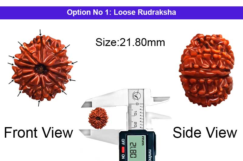 11 Mukhi Medium Nepali Rudraksha-RD-11-A-A-84-1