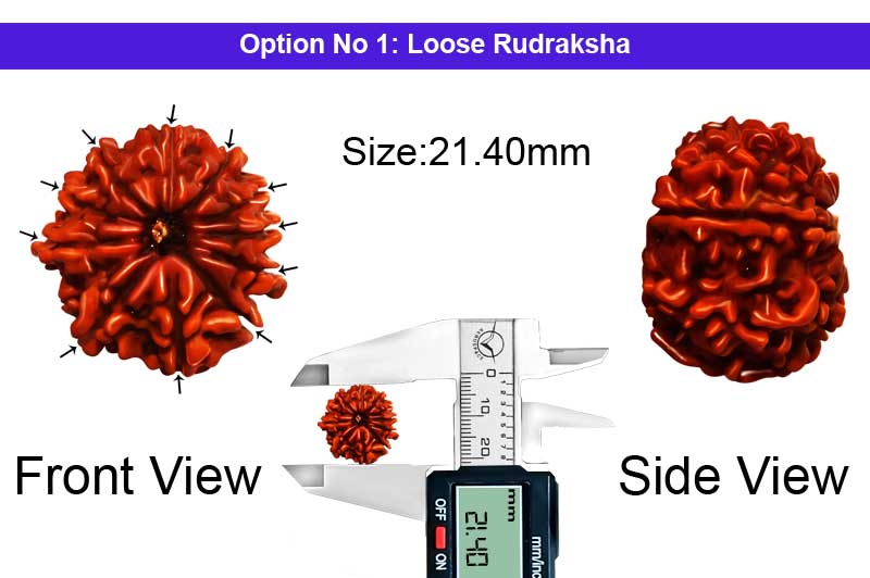 11 Mukhi Medium Nepali Rudraksha-RD-11-A-A-86-1