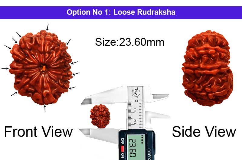 11 Mukhi Medium Nepali Rudraksha-RD-11-A-A-89-1