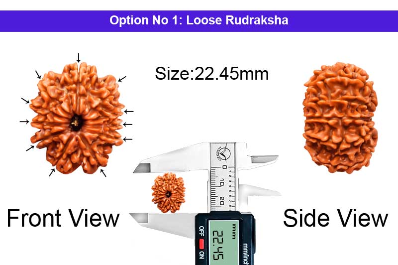 11 Mukhi Medium Nepali Rudraksha-RD-11-A-A-90-1