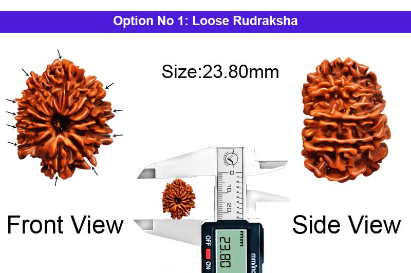 11 Mukhi Medium Nepali Rudraksha-RD-11-A-A-92-1