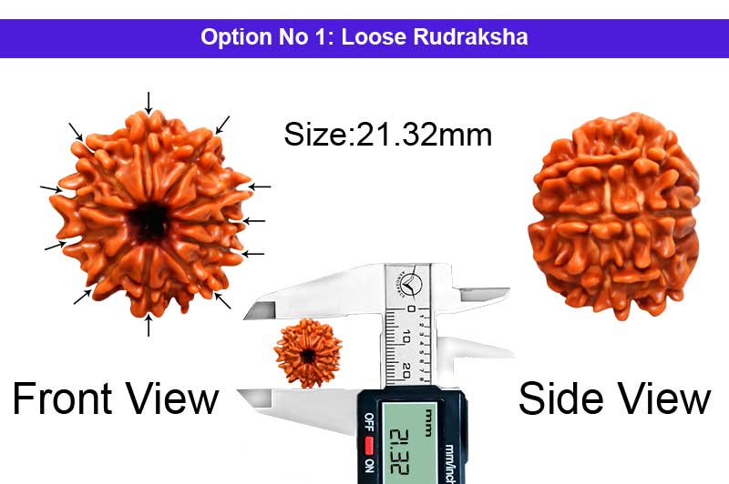 11 Mukhi Medium Nepali Rudraksha-RD-11-A-A-93-1