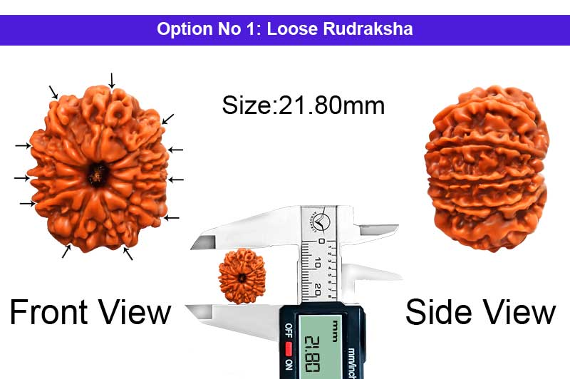 11 Mukhi Medium Nepali Rudraksha-RD-11-A-A-96-1