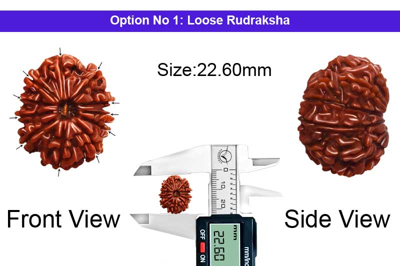 11 Mukhi Medium Nepali Rudraksha-RD-11-A-A-98-1