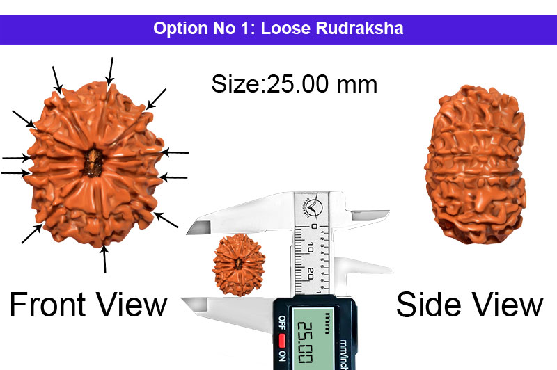 11 Mukhi Medium Nepali Rudraksha-RD-11-A-B-36-1