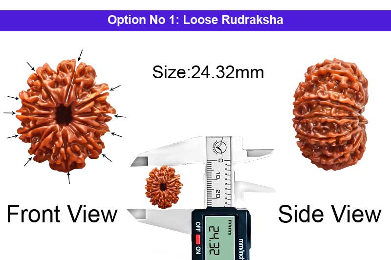 11 Mukhi Medium Nepali Rudraksha-RD-11-A-B-50-1