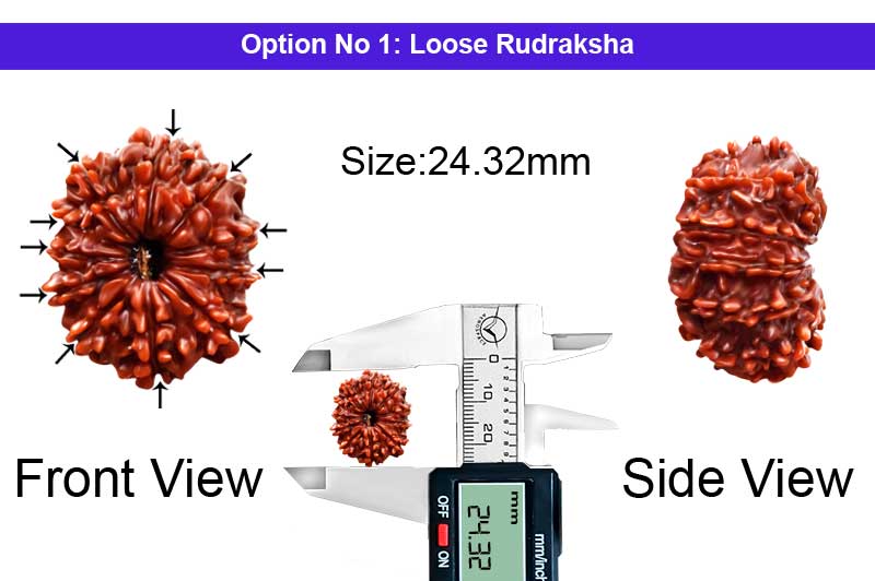 11 Mukhi Medium Nepali Rudraksha-RD-11-A-B-52-1