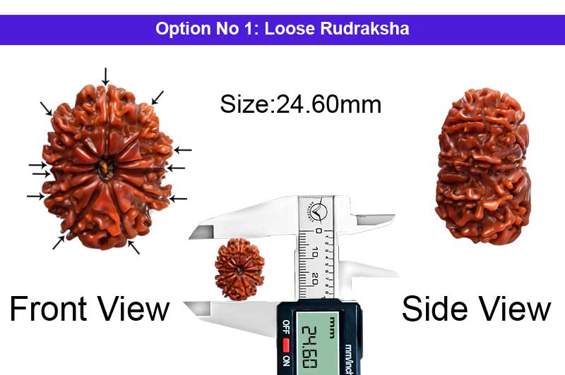 11 Mukhi Medium Nepali Rudraksha-RD-11-A-B-53-1