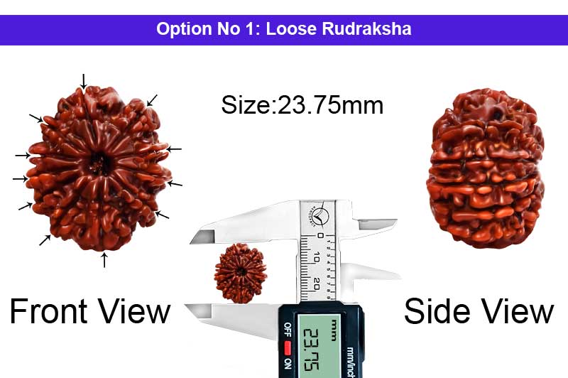 11 Mukhi Medium Nepali Rudraksha-RD-11-A-B-54-1