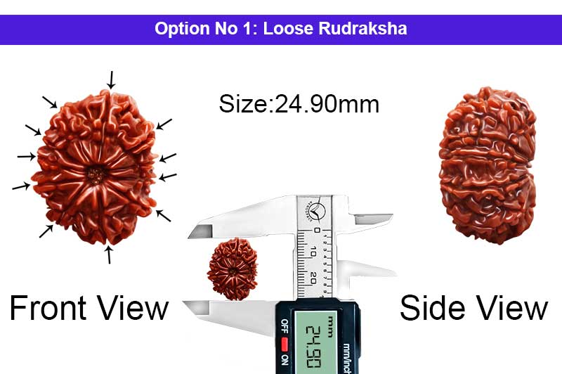 11 Mukhi Medium Nepali Rudraksha-RD-11-A-B-55-1