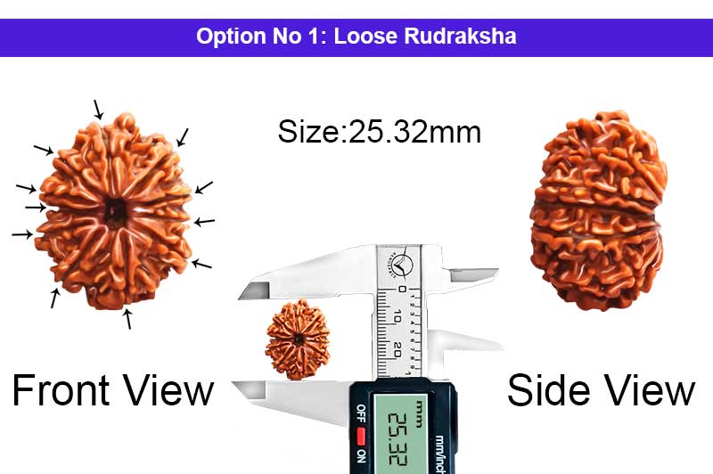 11 Mukhi Medium Nepali Rudraksha-RD-11-A-B-56-1