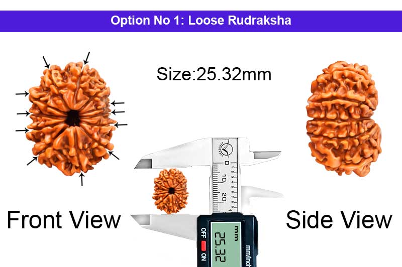 11 Mukhi Medium Nepali Rudraksha-RD-11-A-B-57-1