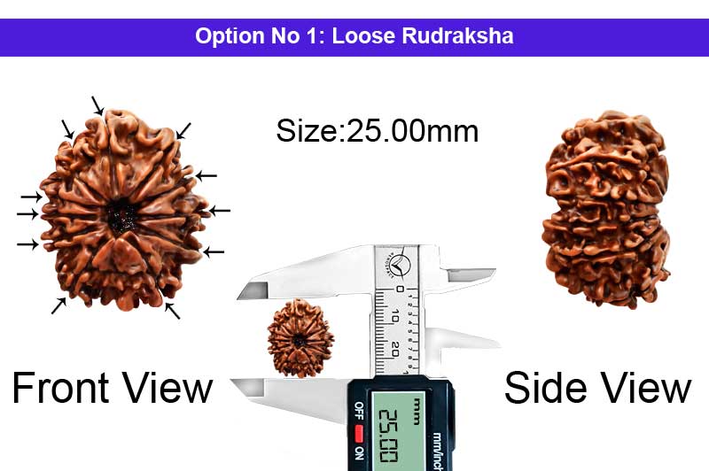 11 Mukhi Medium Nepali Rudraksha-RD-11-A-B-61-1