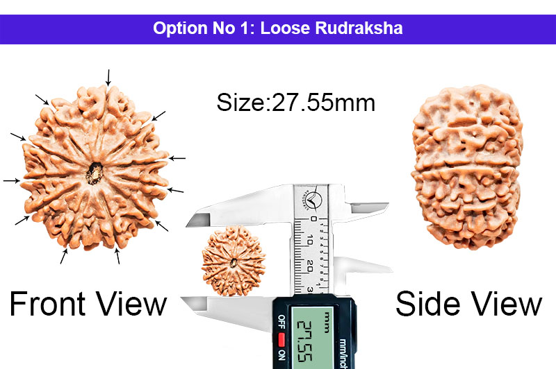 11 Mukhi Medium Nepali Rudraksha-RD-11-A-C-11-1