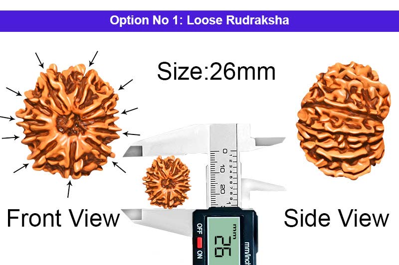 11 Mukhi Medium Nepali Rudraksha-RD-11-A-C-21-1