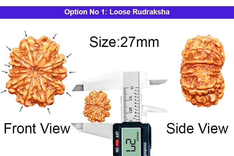 11 Mukhi Medium Nepali Rudraksha-RD-11-A-C-24-1