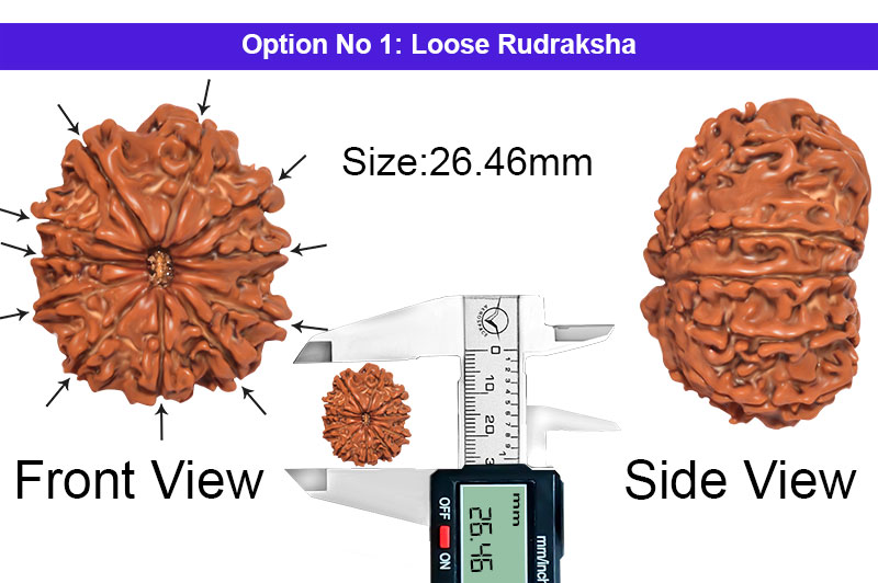 11 Mukhi Medium Nepali Rudraksha-RD-11-A-C-29-1