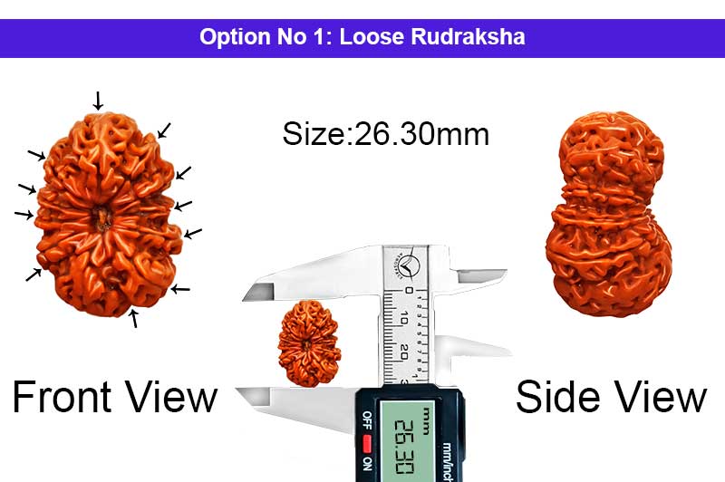 11 Mukhi Medium Nepali Rudraksha-RD-11-A-C-31-1