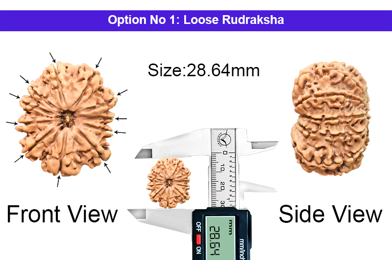 11 Mukhi Medium Nepali Rudraksha-RD-11-A-C-34-1