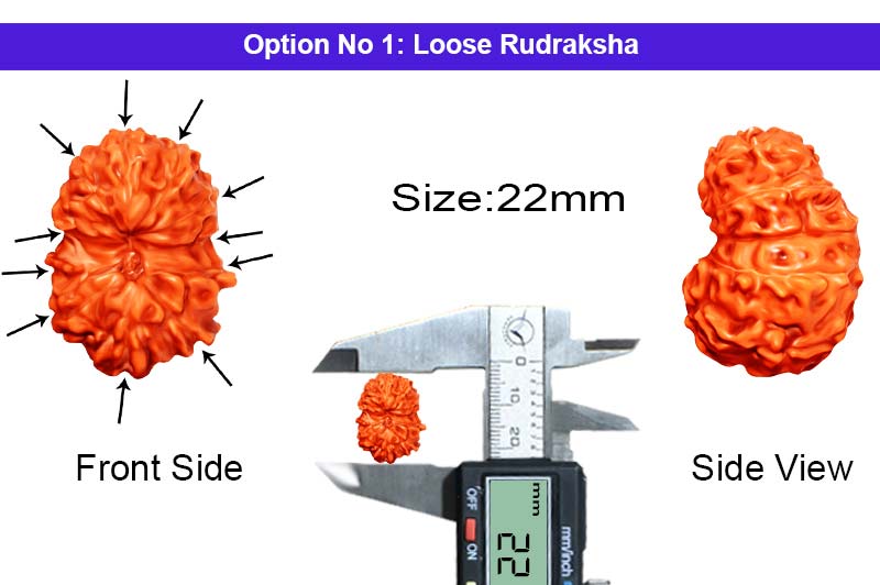 11 Mukhi Indonesian Collector Rudraksha-RD-11-I-13-1