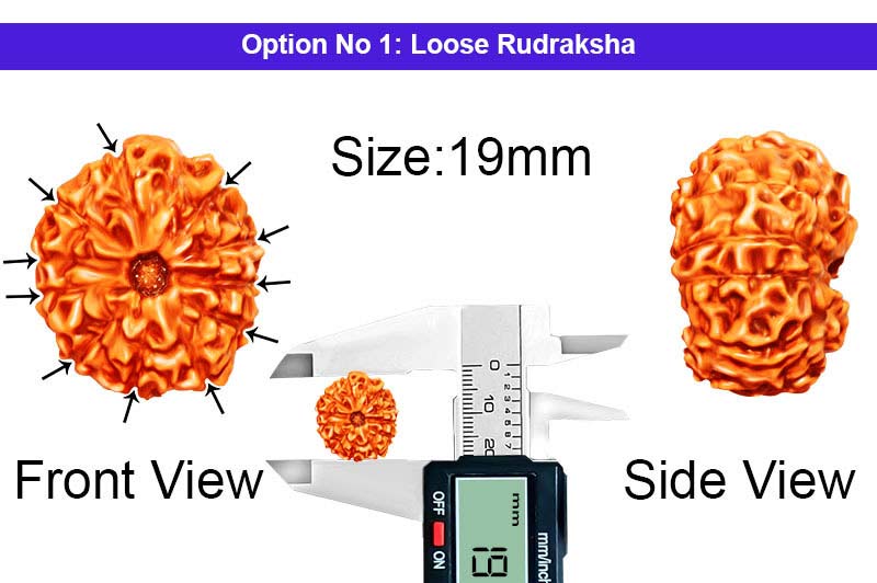 11 Mukhi Indonesian Collector Rudraksha-RD-11-I-28-1