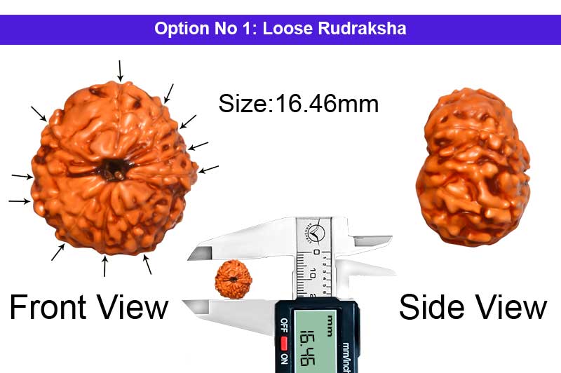 11 Mukhi Indonesian Rudraksha-RD-11-I-34-1