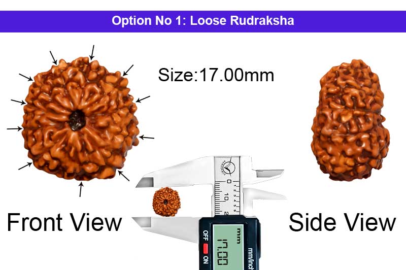 11 Mukhi Indonesian Rudraksha-RD-11-I-38-1