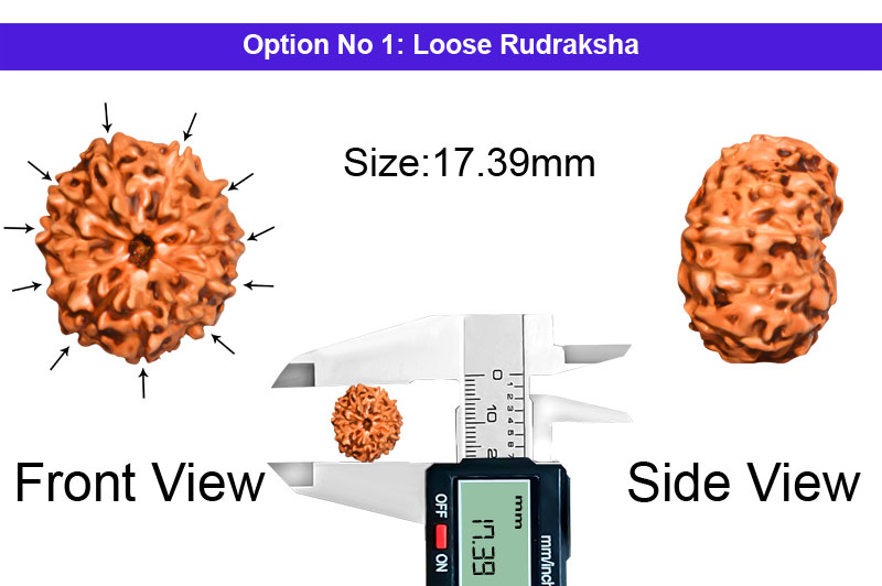 11 Mukhi Indonesian Rudraksha-RD-11-I-39-1