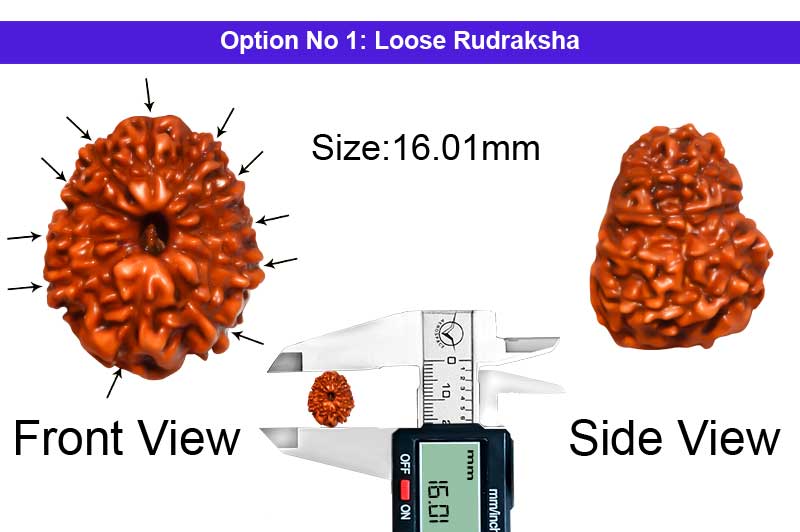 11 Mukhi Indonesian Rudraksha-RD-11-I-40-1