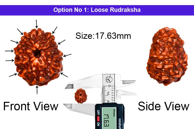 11 Mukhi Indonesian Rudraksha-RD-11-I-42-1