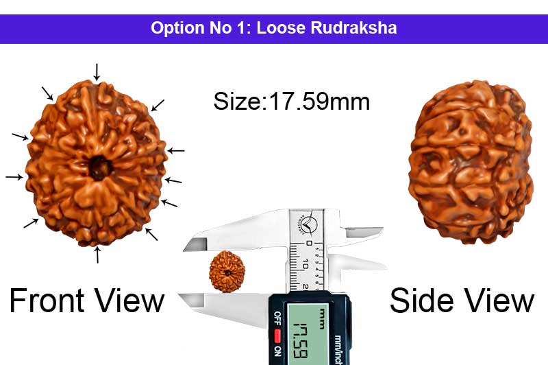 11 Mukhi Indonesian Rudraksha-RD-11-I-43-1