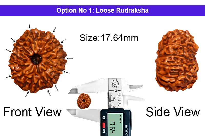 11 Mukhi Indonesian Rudraksha-RD-11-I-44-1