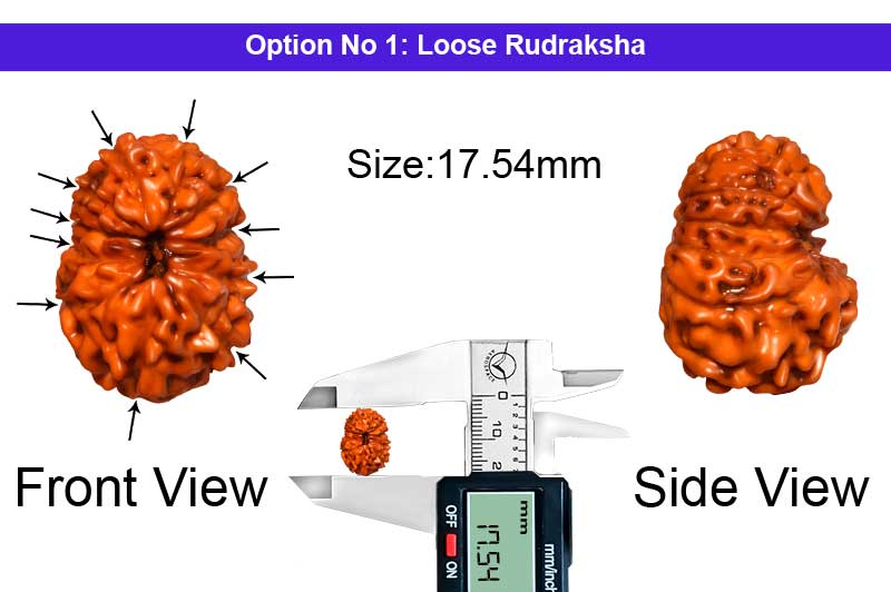 11 Mukhi Indonesian Rudraksha-RD-11-I-45-1