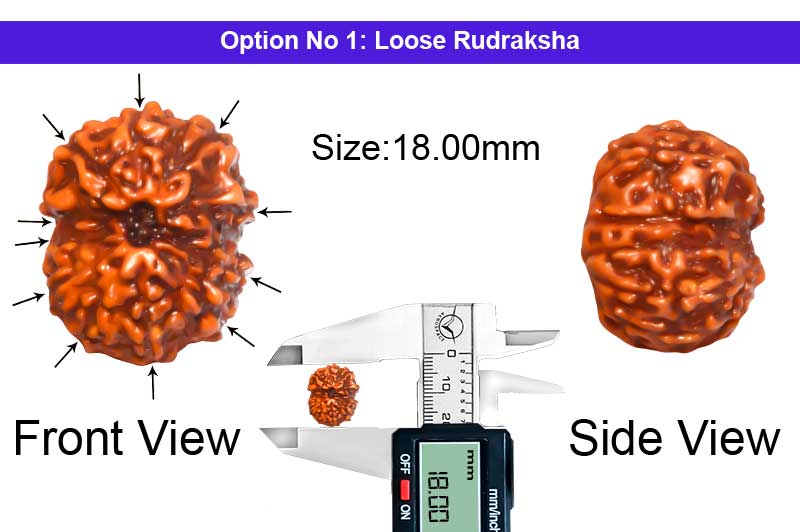 11 Mukhi Indonesian Rudraksha-RD-11-I-46-1