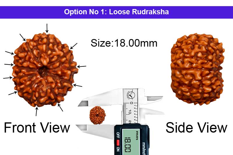 11 Mukhi Indonesian Rudraksha-RD-11-I-47-1