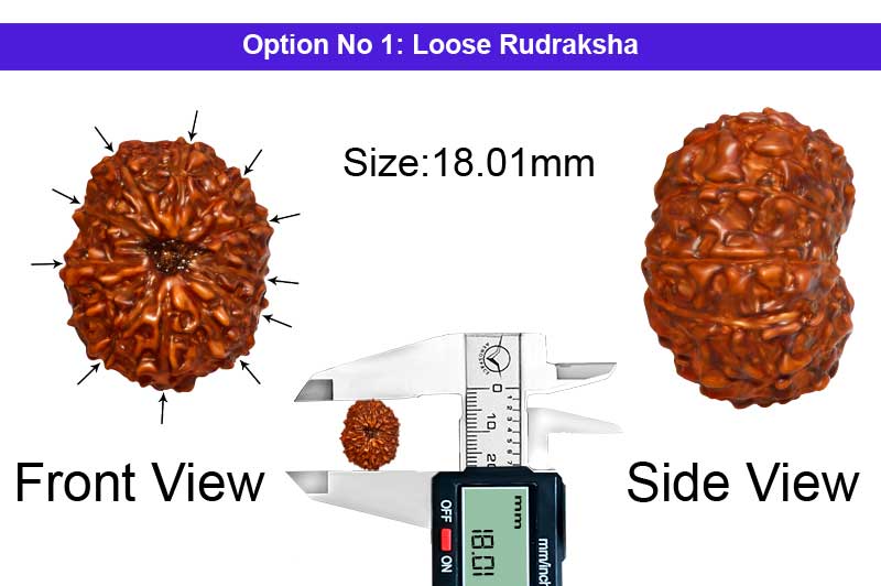 11 Mukhi Indonesian Rudraksha-RD-11-I-49-1