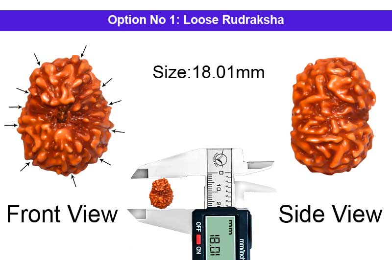 11 Mukhi Indonesian Rudraksha-RD-11-I-51-1