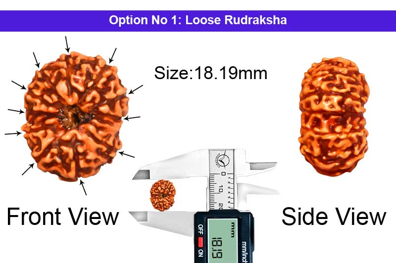 11 Mukhi Indonesian Rudraksha-RD-11-I-52-1