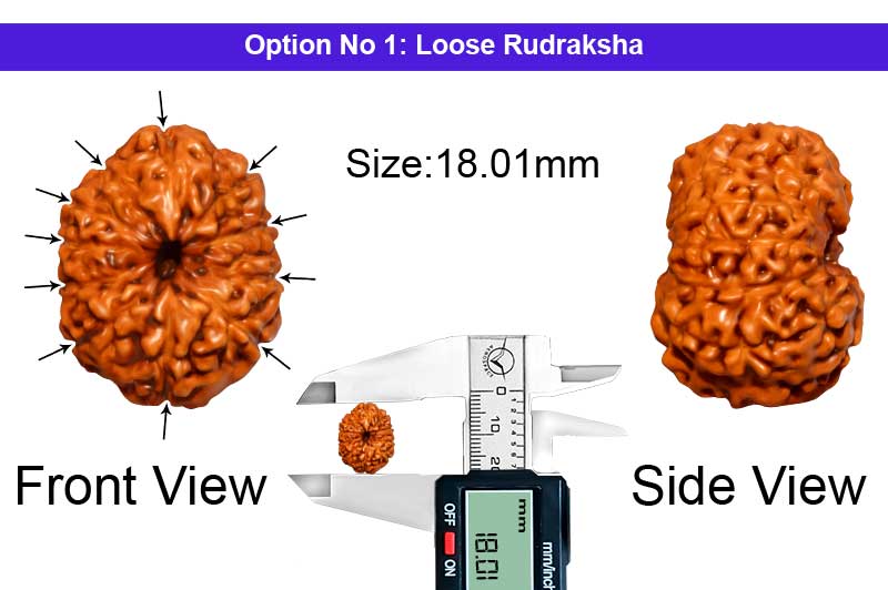 11 Mukhi Indonesian Rudraksha-RD-11-I-53-1