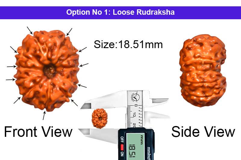 11 Mukhi Indonesian Rudraksha-RD-11-I-55-1