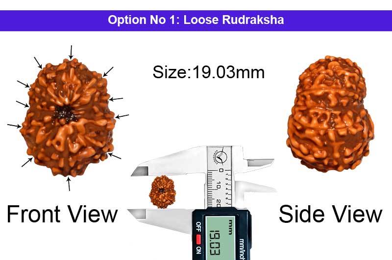 11 Mukhi Indonesian Collector Rudraksha-RD-11-I-60-1