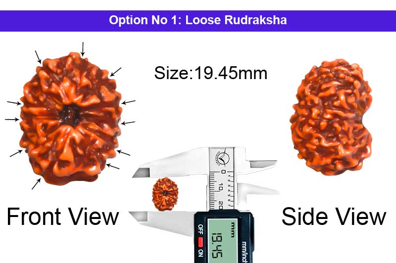 11 Mukhi Indonesian Collector Rudraksha-RD-11-I-61-1