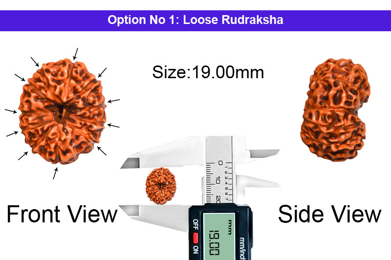 11 Mukhi Indonesian Collector Rudraksha-RD-11-I-62-1