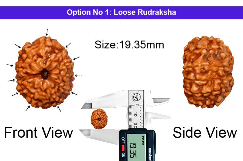 11 Mukhi Indonesian Collector Rudraksha-RD-11-I-63-1