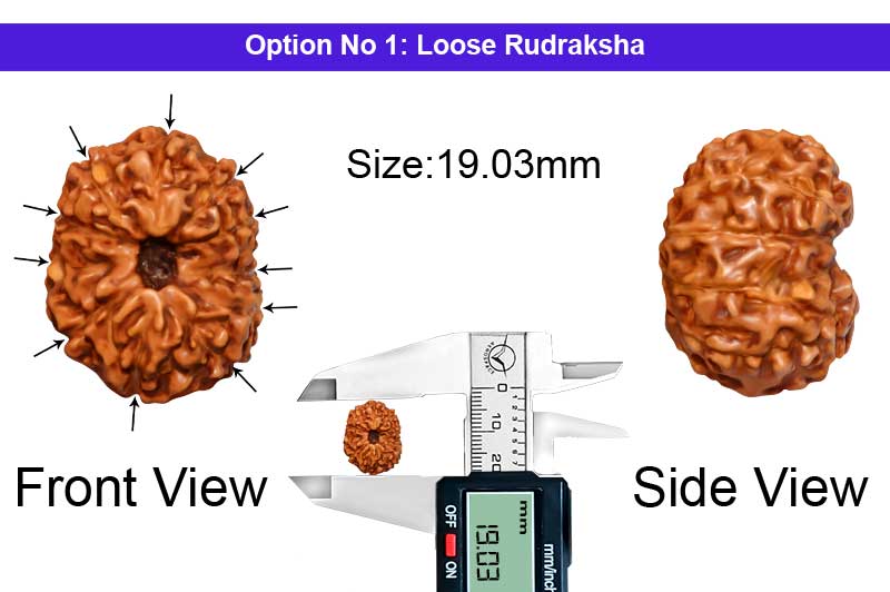 11 Mukhi Indonesian Collector Rudraksha-RD-11-I-64-1