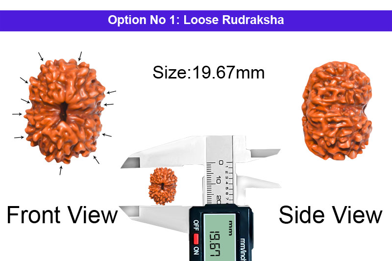 11 Mukhi Indonesian Collector Rudraksha-RD-11-I-65-1