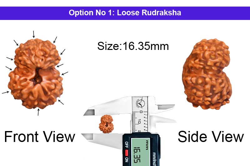 11 Mukhi Indonesian Rudraksha-RD-11-I-68-1